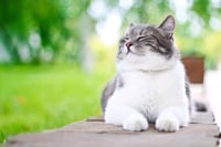 Cute cat enjoying himself outdoors.